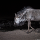 A wildebeest. Credit: Will Burrard-Lucas/WWF-US.
